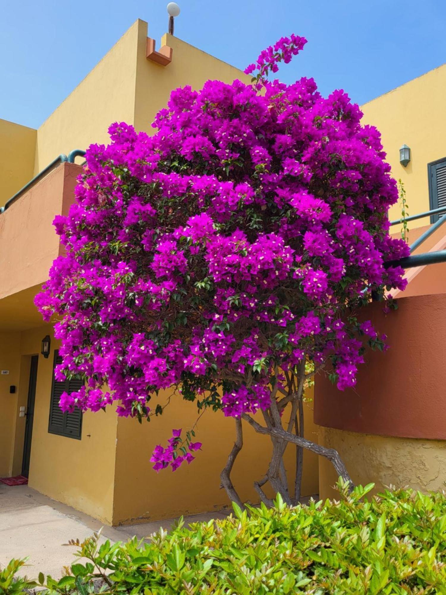 Casa Del Caballero קורלחו מראה חיצוני תמונה